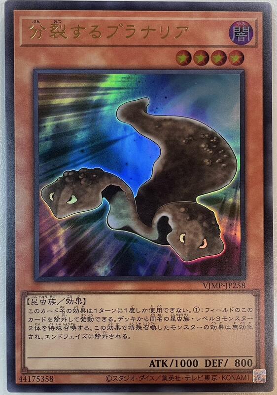 VJMP-JP258 分裂渦蟲 (金亮)