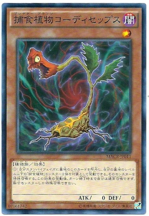 MACR-JP011 捕食植物 冬蟲夏草 (普卡)